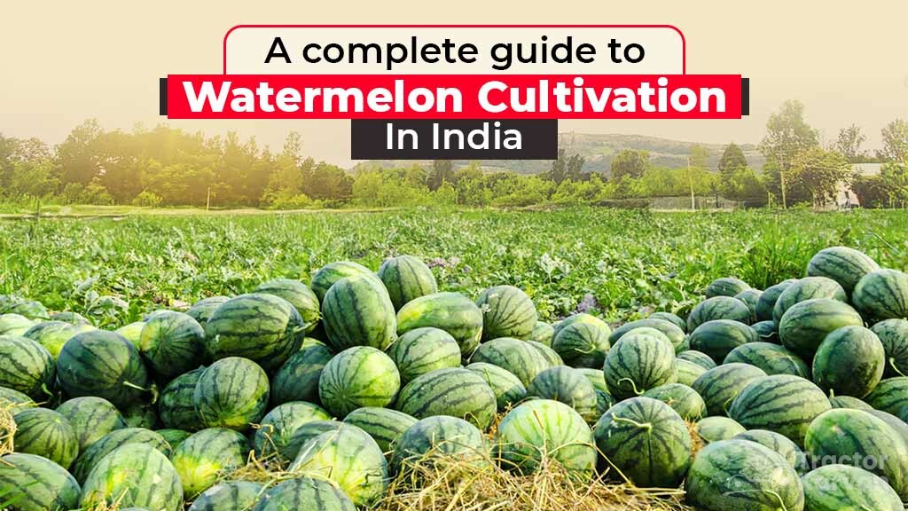 Best Farm Practices for Watermelon Cultivation in India