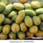 Mango companies in Pakistan