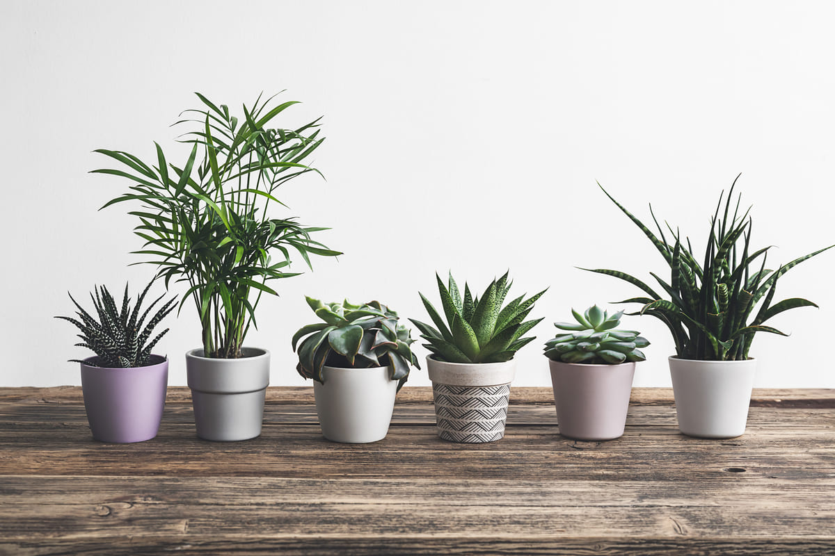 What Are Faux Flowers? Benefits, Uses and Buying Tips | Nest & Aura