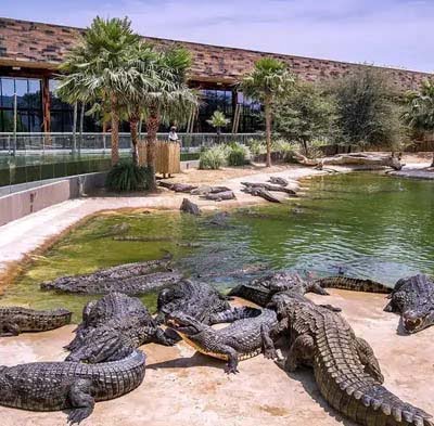 Dubai Crocodile Park Tickets | 2026 Best Price & Offers