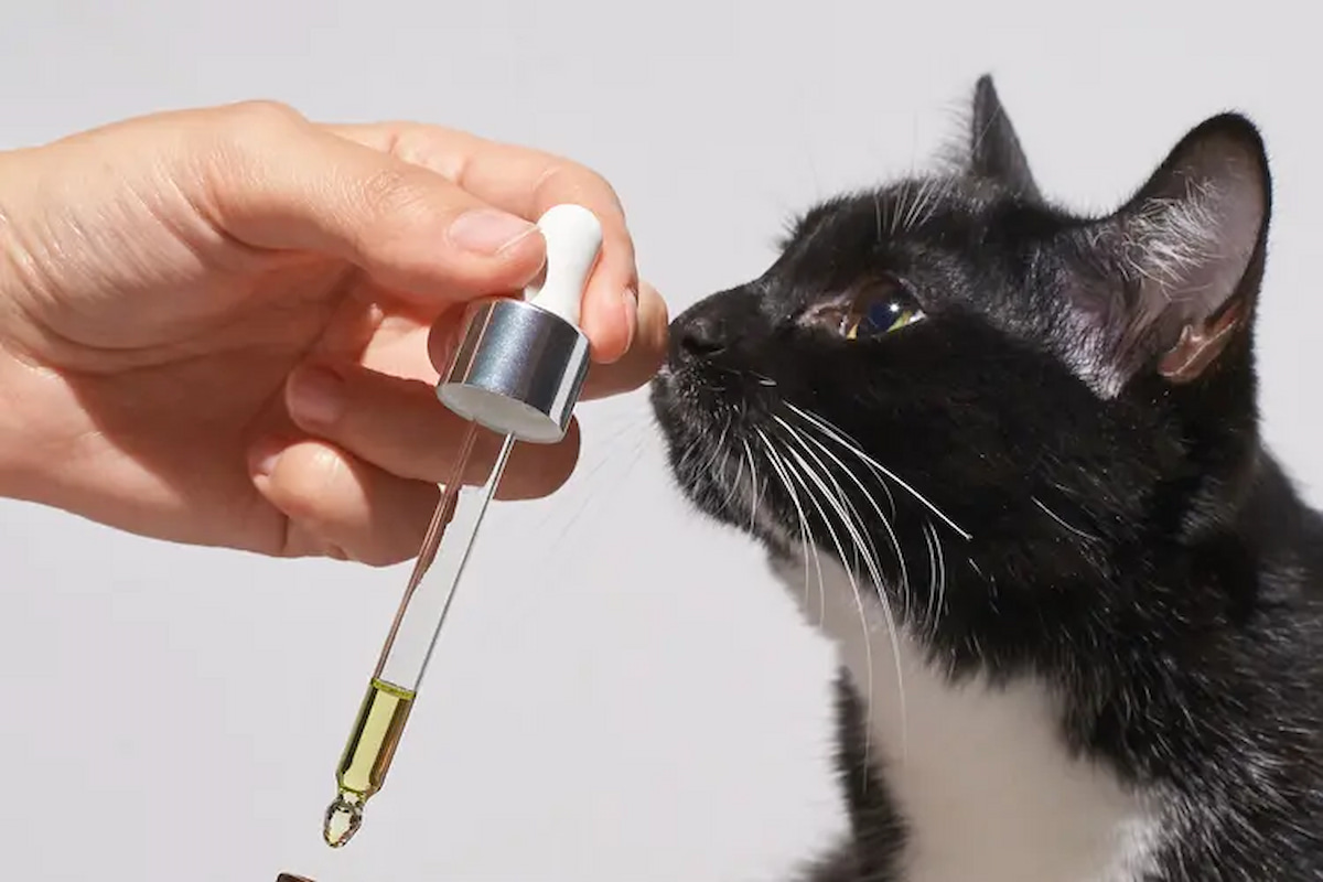 Keeping Cats Safe Around Essential Oils: Safety Tips Every Owner Should Know